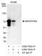 Mitochondrial Antiviral Signaling Protein antibody, A300-782A, Bethyl Labs, Immunoprecipitation image 