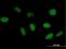 TATA-Box Binding Protein Associated Factor 6 Like antibody, H00010629-B01P, Novus Biologicals, Immunofluorescence image 