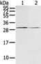 RASD Family Member 2 antibody, TA350488, Origene, Western Blot image 