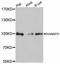 RAN Binding Protein 9 antibody, abx126455, Abbexa, Western Blot image 