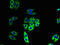 NADH:Ubiquinone Oxidoreductase Subunit B11 antibody, LS-C379514, Lifespan Biosciences, Immunofluorescence image 