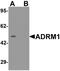 Adhesion Regulating Molecule 1 antibody, NBP2-81769, Novus Biologicals, Western Blot image 