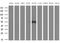 SRBC antibody, MA5-26847, Invitrogen Antibodies, Western Blot image 