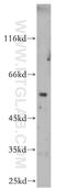 Roundabout Guidance Receptor 3 antibody, 20220-1-AP, Proteintech Group, Western Blot image 