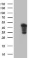 Troponin T2, Cardiac Type antibody, LS-C790302, Lifespan Biosciences, Western Blot image 