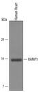 Receptor Activity Modifying Protein 1 antibody, AF6428, R&D Systems, Western Blot image 