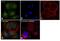 Glutamic-Oxaloacetic Transaminase 2 antibody, MA5-15595, Invitrogen Antibodies, Immunofluorescence image 