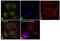 Glutamic-Oxaloacetic Transaminase 2 antibody, MA5-15595, Invitrogen Antibodies, Immunofluorescence image 