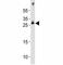 Oligodendrocyte Transcription Factor 1 antibody, F53008-0.4ML, NSJ Bioreagents, Western Blot image 