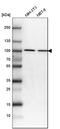 Catenin Beta 1 antibody, HPA029159, Atlas Antibodies, Western Blot image 