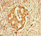 Fibulin 7 antibody, orb30583, Biorbyt, Immunohistochemistry paraffin image 