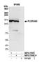 Pleckstrin Homology Domain Containing A5 antibody, NBP2-37696, Novus Biologicals, Western Blot image 