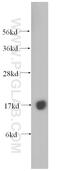RNA Polymerase II Subunit H antibody, 15086-1-AP, Proteintech Group, Western Blot image 