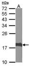Cofilin 1 antibody, PA5-27627, Invitrogen Antibodies, Western Blot image 