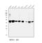 Regulator Of Chromosome Condensation 1 antibody, A02719-1, Boster Biological Technology, Western Blot image 