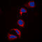Cbl Proto-Oncogene antibody, GTX55004, GeneTex, Immunofluorescence image 