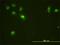 Cyclin Dependent Kinase 13 antibody, H00008621-M01, Novus Biologicals, Immunofluorescence image 