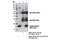 Histone Cluster 1 H2B Family Member B antibody, 12799P, Cell Signaling Technology, Immunoprecipitation image 