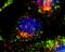 CDC42 Binding Protein Kinase Alpha antibody, LS-C204301, Lifespan Biosciences, Immunocytochemistry image 
