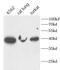 FUT2 antibody, FNab10367, FineTest, Western Blot image 