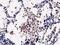 Oxysterol Binding Protein Like 11 antibody, MA5-25294, Invitrogen Antibodies, Immunohistochemistry paraffin image 