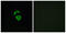 Olfactory Receptor Family 2 Subfamily D Member 2 antibody, GTX87557, GeneTex, Immunofluorescence image 
