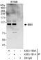BBX High Mobility Group Box Domain Containing antibody, A303-150A, Bethyl Labs, Immunoprecipitation image 