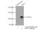 Importin 4 antibody, 11679-1-AP, Proteintech Group, Immunoprecipitation image 