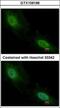 Aprataxin antibody, GTX109196, GeneTex, Immunocytochemistry image 