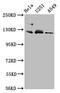 Fibulin 2 antibody, CSB-PA008453LA01HU, Cusabio, Western Blot image 