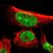 Endoplasmic Reticulum Metallopeptidase 1 antibody, PA5-54237, Invitrogen Antibodies, Immunofluorescence image 