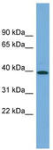 Pleckstrin Homology Domain Containing A1 antibody, TA344723, Origene, Western Blot image 