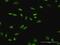 SATB Homeobox 1 antibody, H00006304-B01P, Novus Biologicals, Immunofluorescence image 