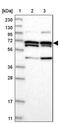 WD Repeat Domain 36 antibody, PA5-58111, Invitrogen Antibodies, Western Blot image 