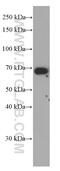 Fitzgerald factor antibody, 66123-1-Ig, Proteintech Group, Western Blot image 