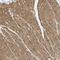 Engulfment and cell motility protein 2 antibody, NBP1-84554, Novus Biologicals, Immunohistochemistry frozen image 