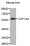 Cytochrome P450 Family 1 Subfamily A Member 2 antibody, abx000541, Abbexa, Western Blot image 