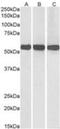 Glutamate dehydrogenase 1, mitochondrial antibody, NBP1-68846, Novus Biologicals, Western Blot image 