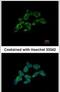 Dimethylarginine Dimethylaminohydrolase 1 antibody, PA5-21592, Invitrogen Antibodies, Immunofluorescence image 