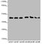 Beta-Actin antibody, A53186-100, Epigentek, Western Blot image 