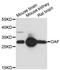 Out At First Homolog antibody, A13202, ABclonal Technology, Western Blot image 