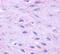 Tachykinin Receptor 2 antibody, MBS246947, MyBioSource, Immunohistochemistry frozen image 