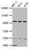 eIF3 p110 antibody, CSB-PA857867LA01HU, Cusabio, Western Blot image 