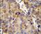 Collagen Type XVIII Alpha 1 Chain antibody, PA5-24199, Invitrogen Antibodies, Immunohistochemistry frozen image 