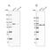 ATPase H+ Transporting V1 Subunit A antibody, NBP2-55164, Novus Biologicals, Western Blot image 