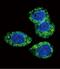 KGFR antibody, PA1-31990, Invitrogen Antibodies, Immunofluorescence image 