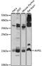 Arginine Vasopressin Induced 1 antibody, LS-C750466, Lifespan Biosciences, Western Blot image 