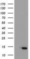 Migration And Invasion Enhancer 1 antibody, LS-C787083, Lifespan Biosciences, Western Blot image 