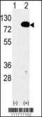 Eukaryotic Translation Initiation Factor 4B antibody, 60-583, ProSci, Western Blot image 