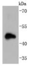 Doublecortin antibody, NBP2-66809, Novus Biologicals, Western Blot image 